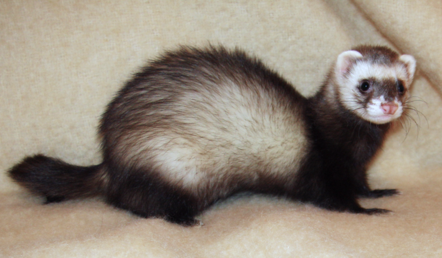 What Children Learn from Caring for a Ferret