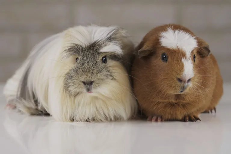 Small Rodents, Big Lessons: Guinea Pigs and Hamsters as First Pets