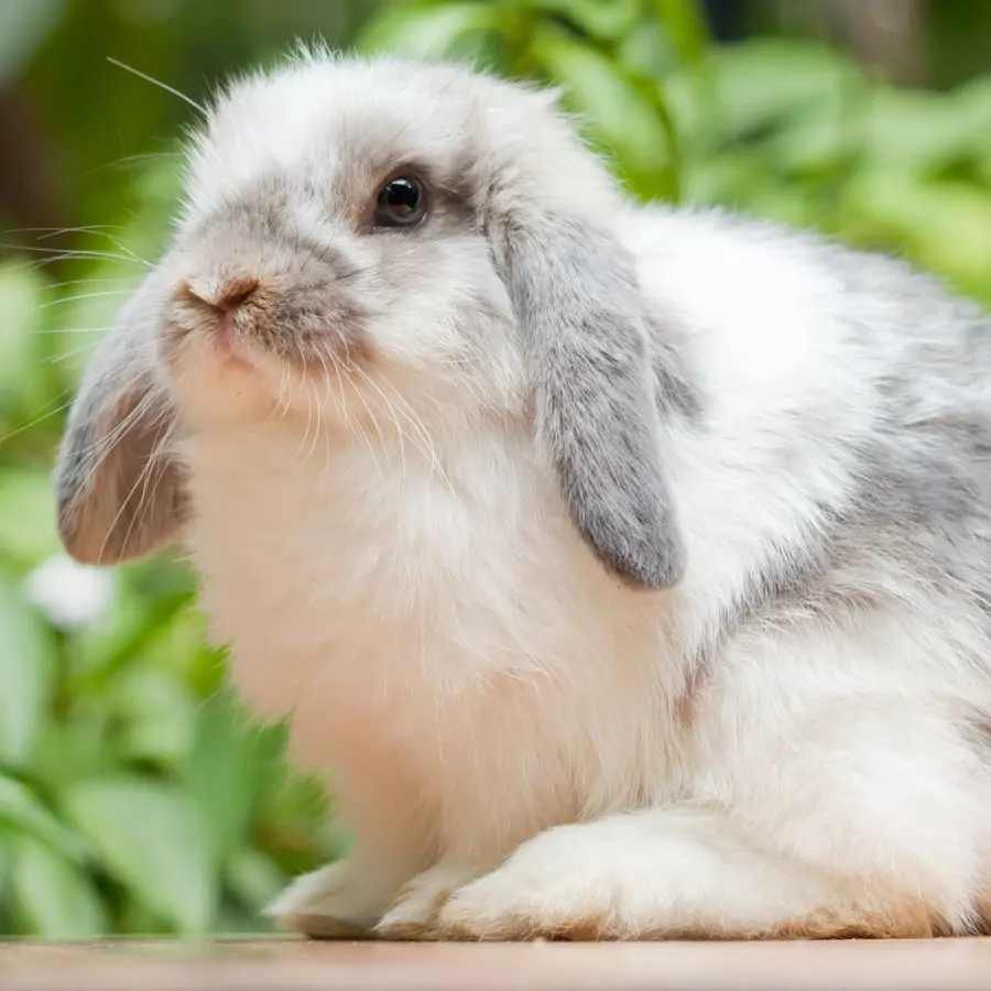 Rabbits and Responsibility: A Gentle Animal That Asks for Real Commitment