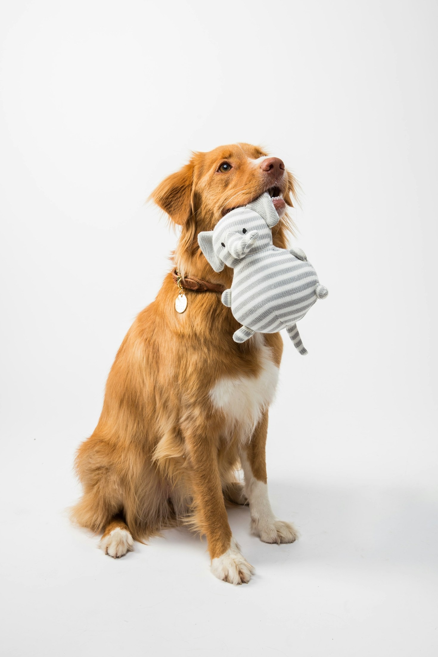 How a Pet Changes a Family: Shared Routines, Real Friction and Lasting Ties