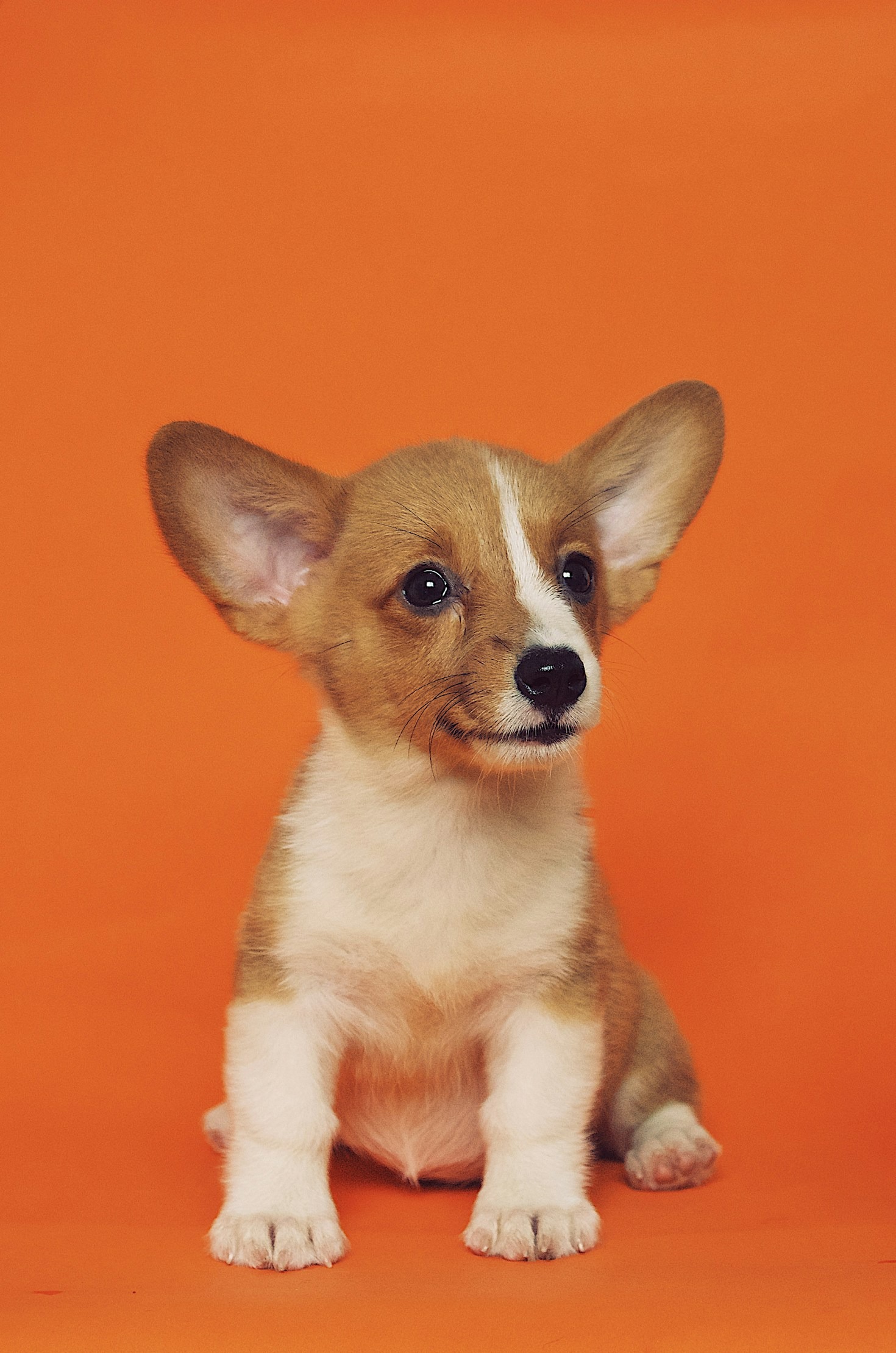 Choosing Your First Pet: Match the Animal to the Life You Actually Have