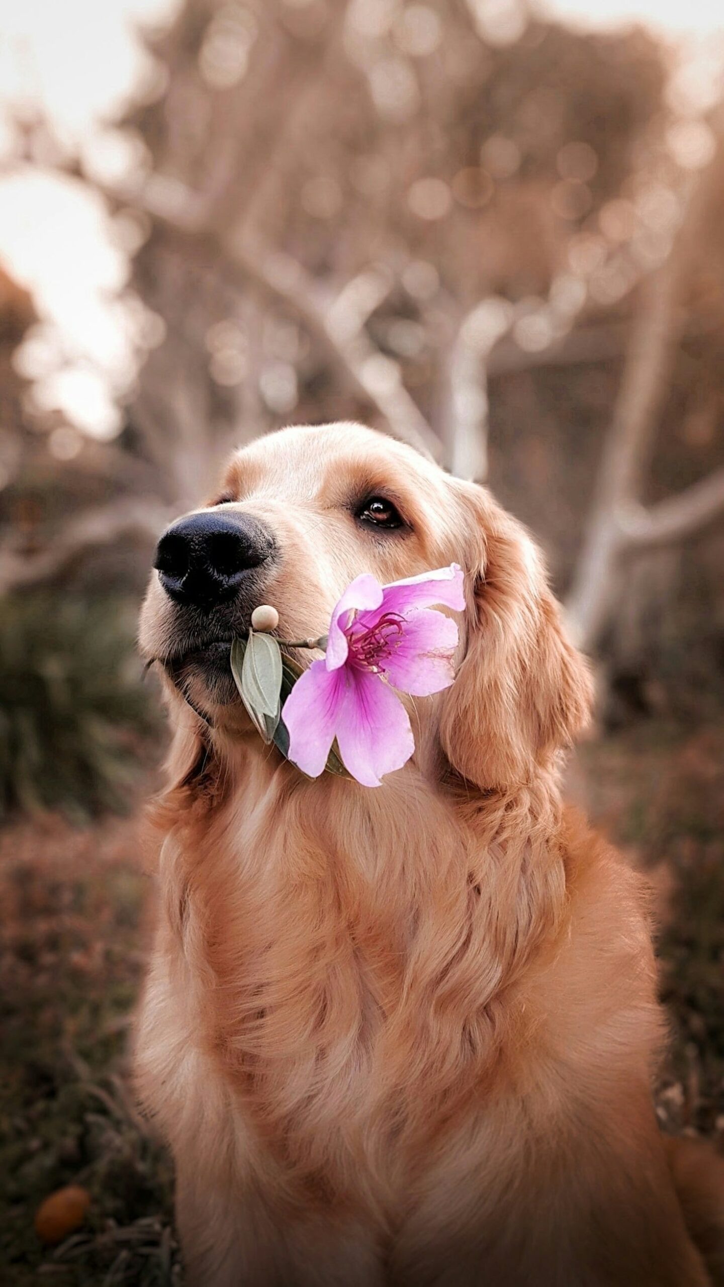 Diabetic Alert Dogs: How Dogs Learn to Warn About Blood Sugar Changes