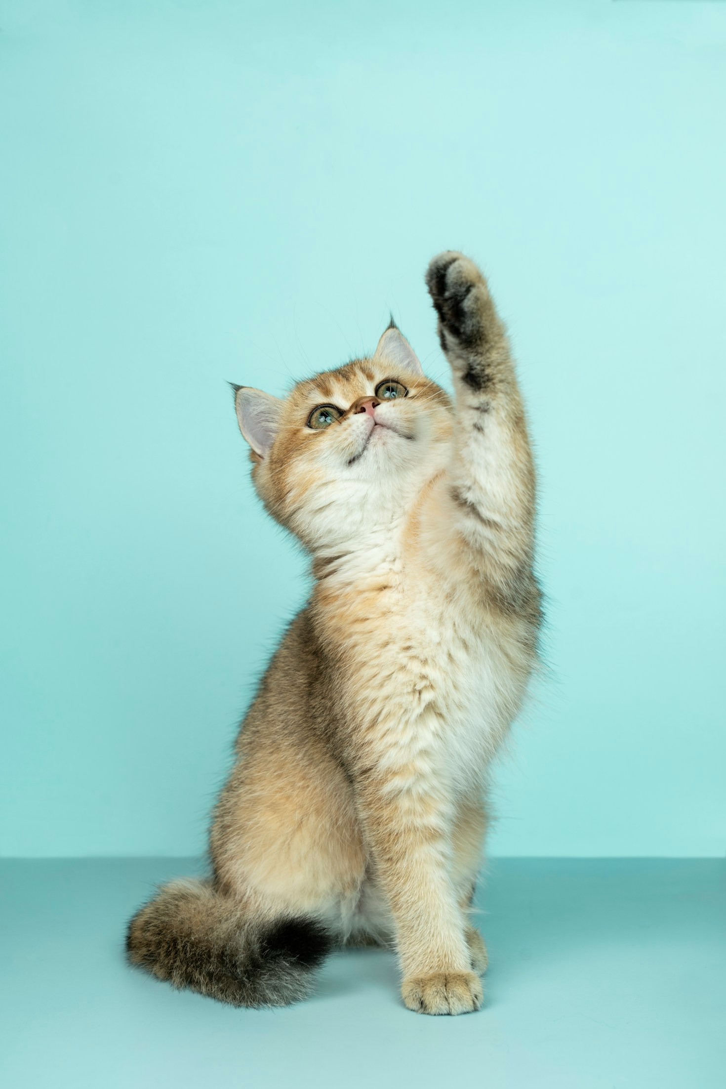 How to Convince Your Parents to Adopt a Cat (and the Alternatives Worth Proposing)
