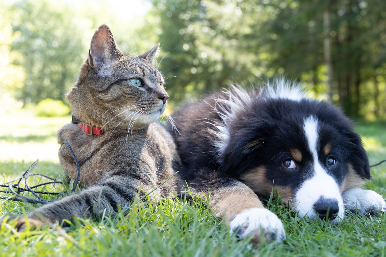 A tabby cat and a young puppy resting side by side on the grass