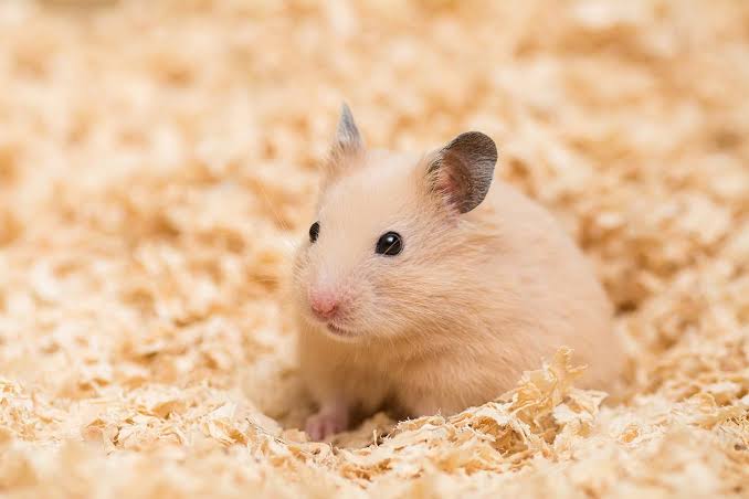 A cream-coloured Syrian hamster on wood shaving bedding