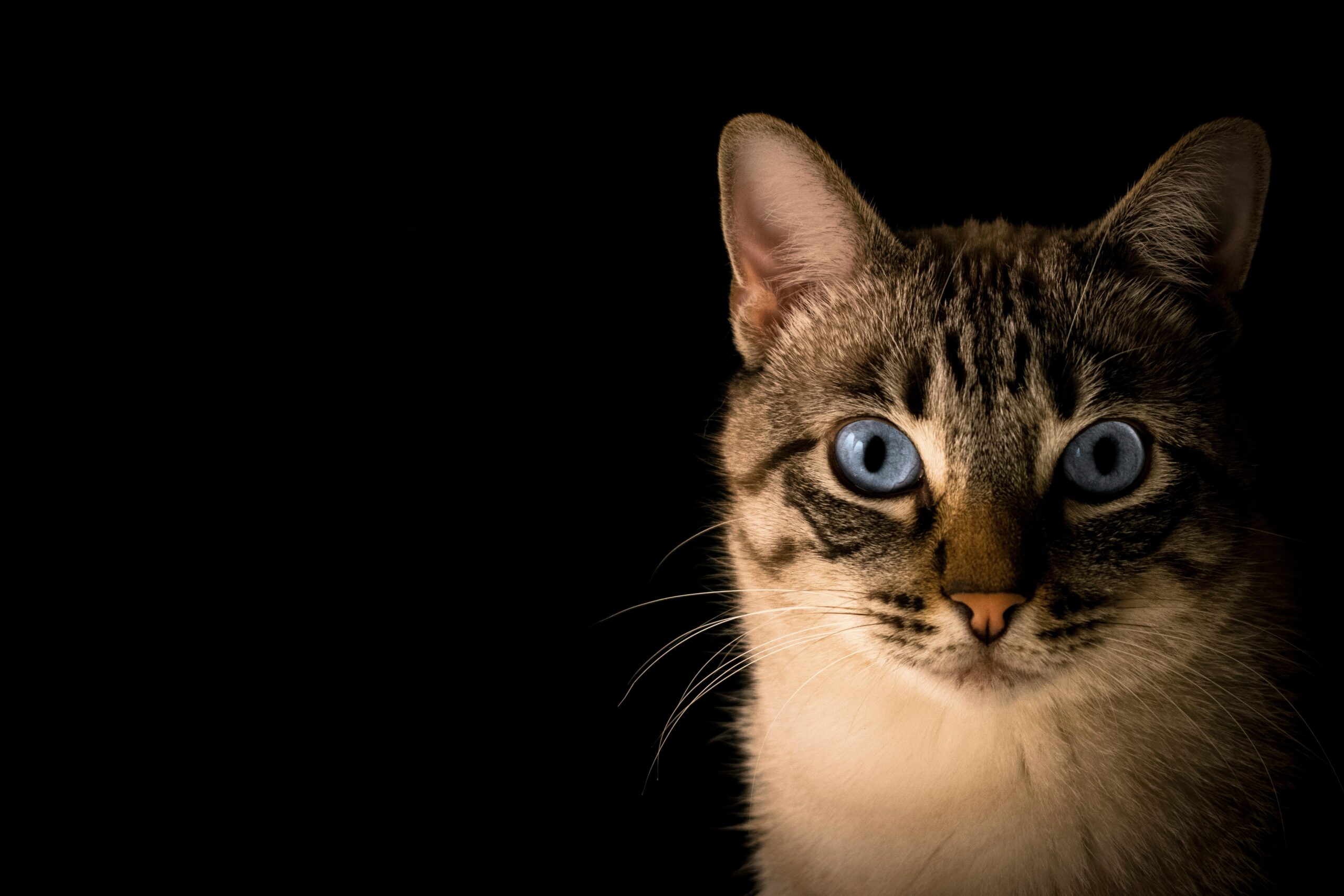 Adopt, Don’t Shop: What Really Happens When You Choose a Shelter Animal
