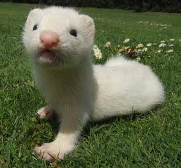 An albino ferret with white fur and a pink nose sitting upright on sunlit grass, looking towards the camera