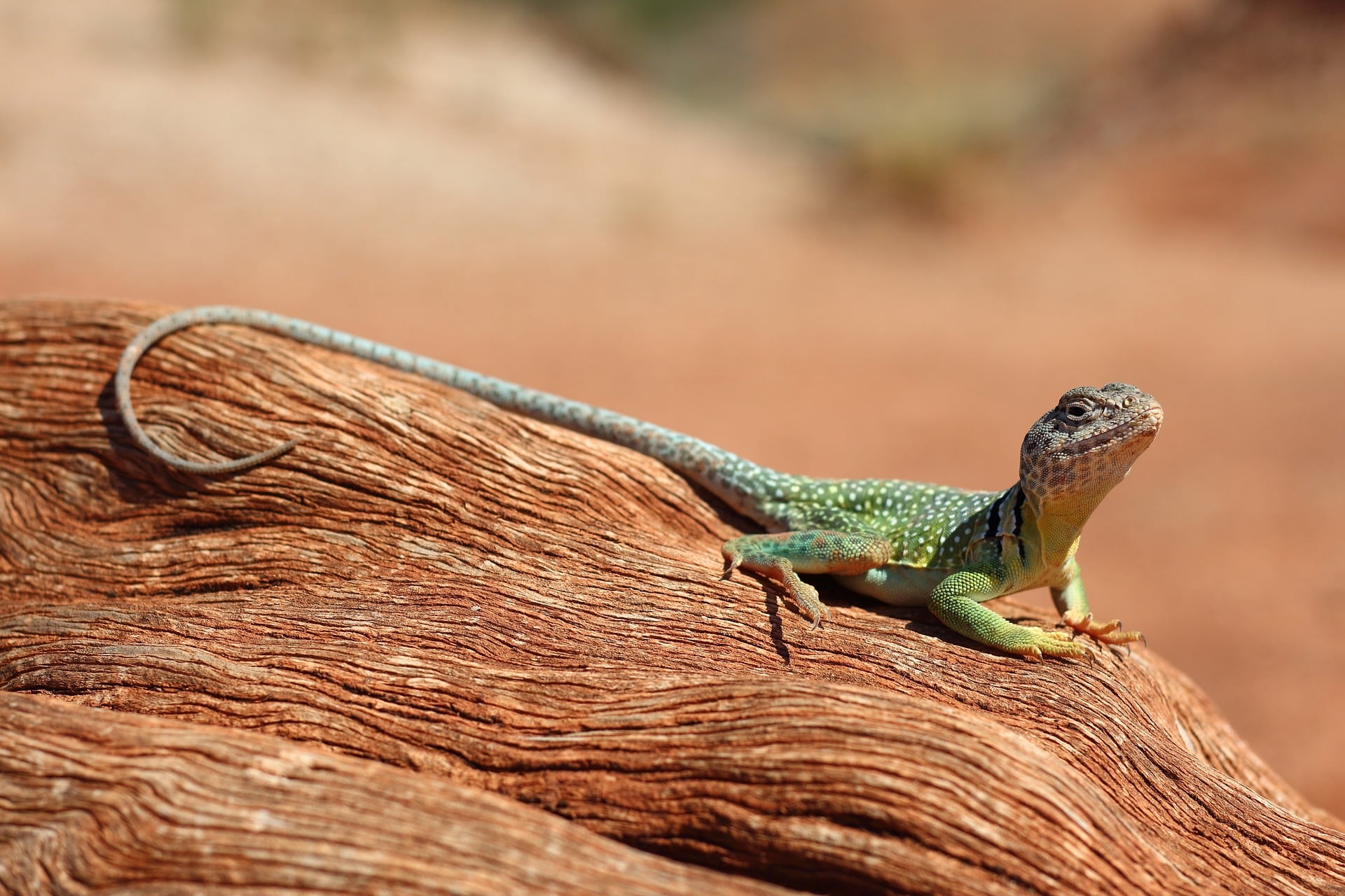 Reptiles and the Habit of Precision: What a Gecko or a Snake Teaches